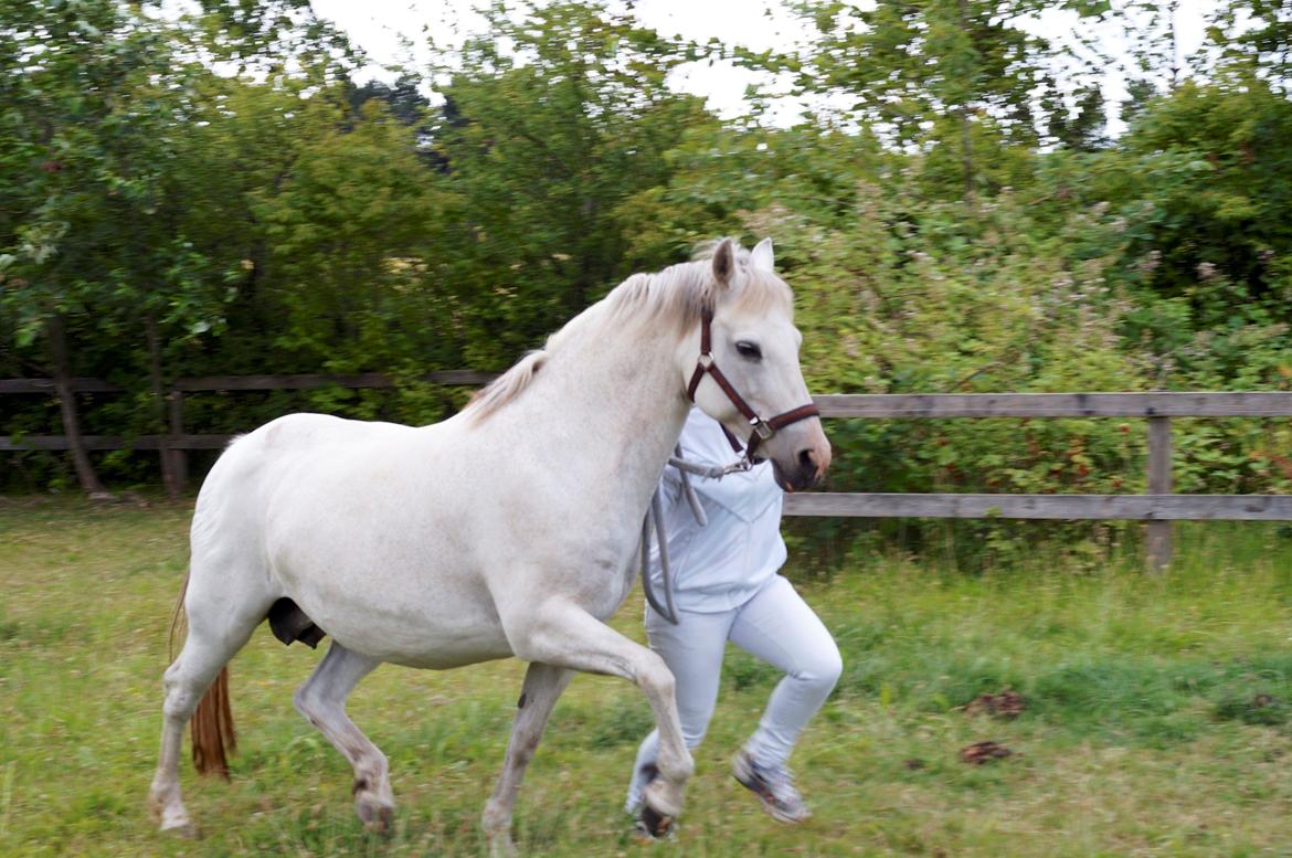 Connemara HYLDENS PRIMULA billede 5