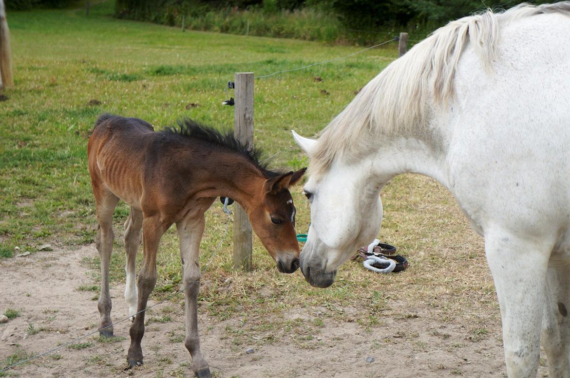 Connemara HYLDENS PRIMULA billede 8