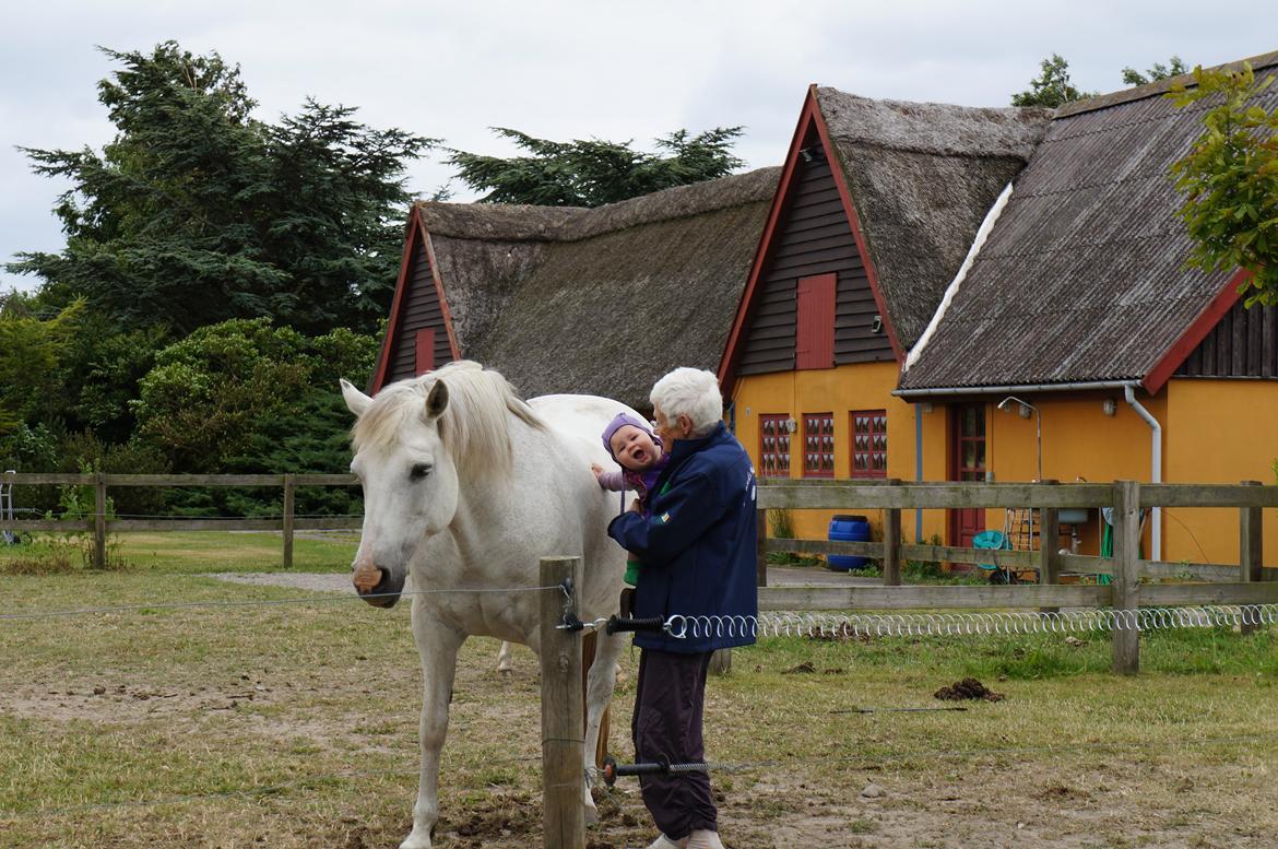 Connemara HYLDENS PRIMULA billede 10