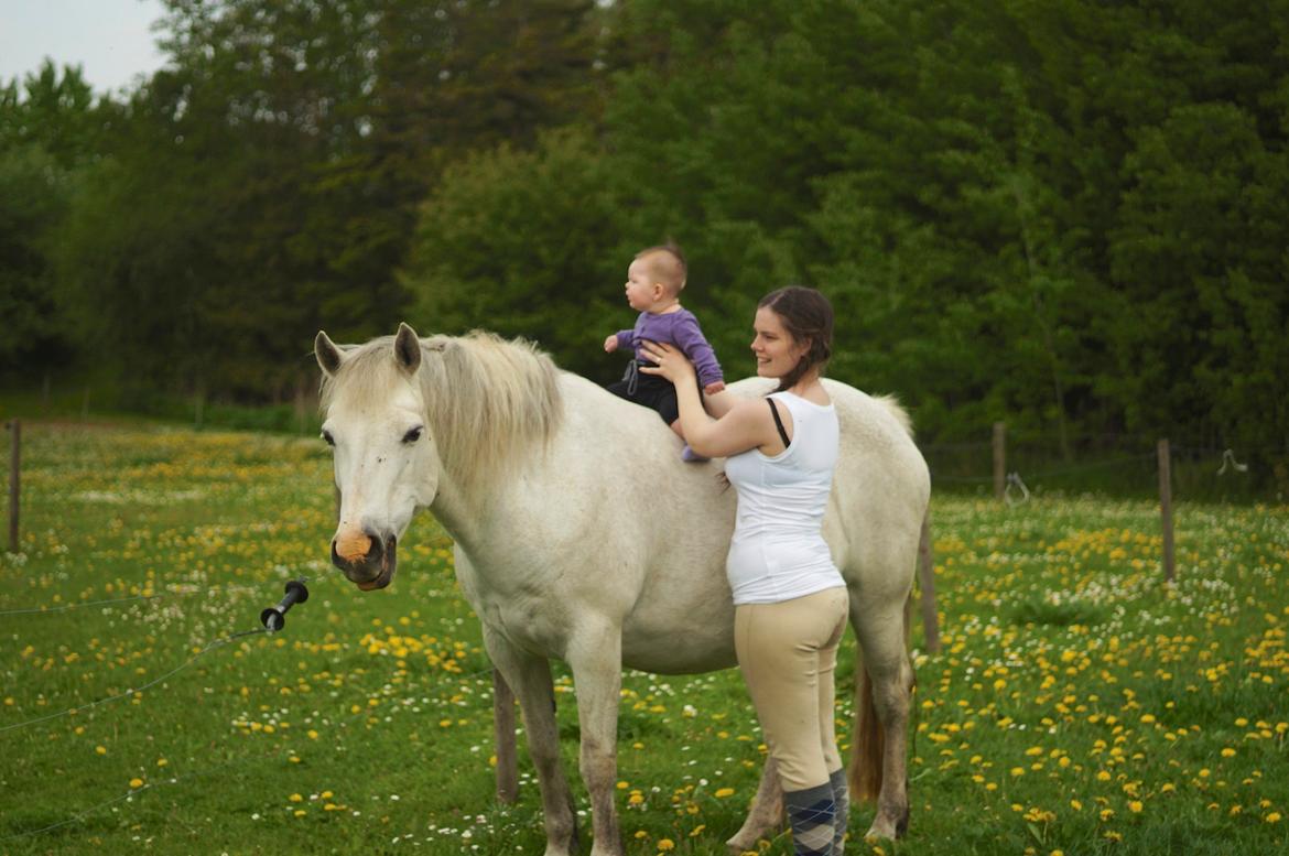 Connemara HYLDENS PRIMULA billede 2