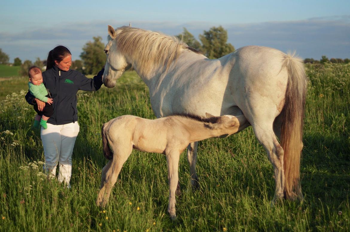Connemara HYLDENS PRIMULA billede 3