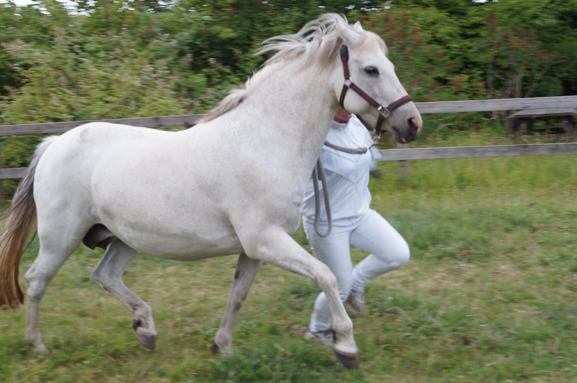Connemara HYLDENS PRIMULA billede 18
