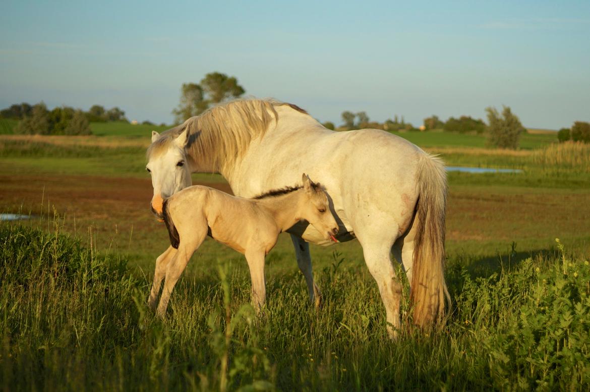 Connemara HYLDENS PRIMULA billede 41
