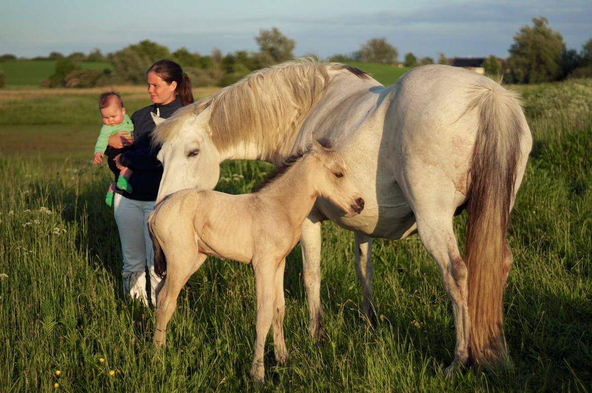 Connemara HYLDENS PRIMULA billede 15