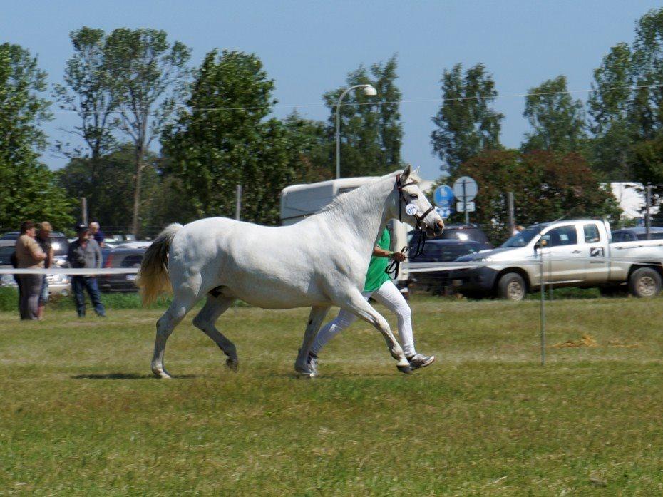 Connemara HYLDENS PRIMULA billede 27