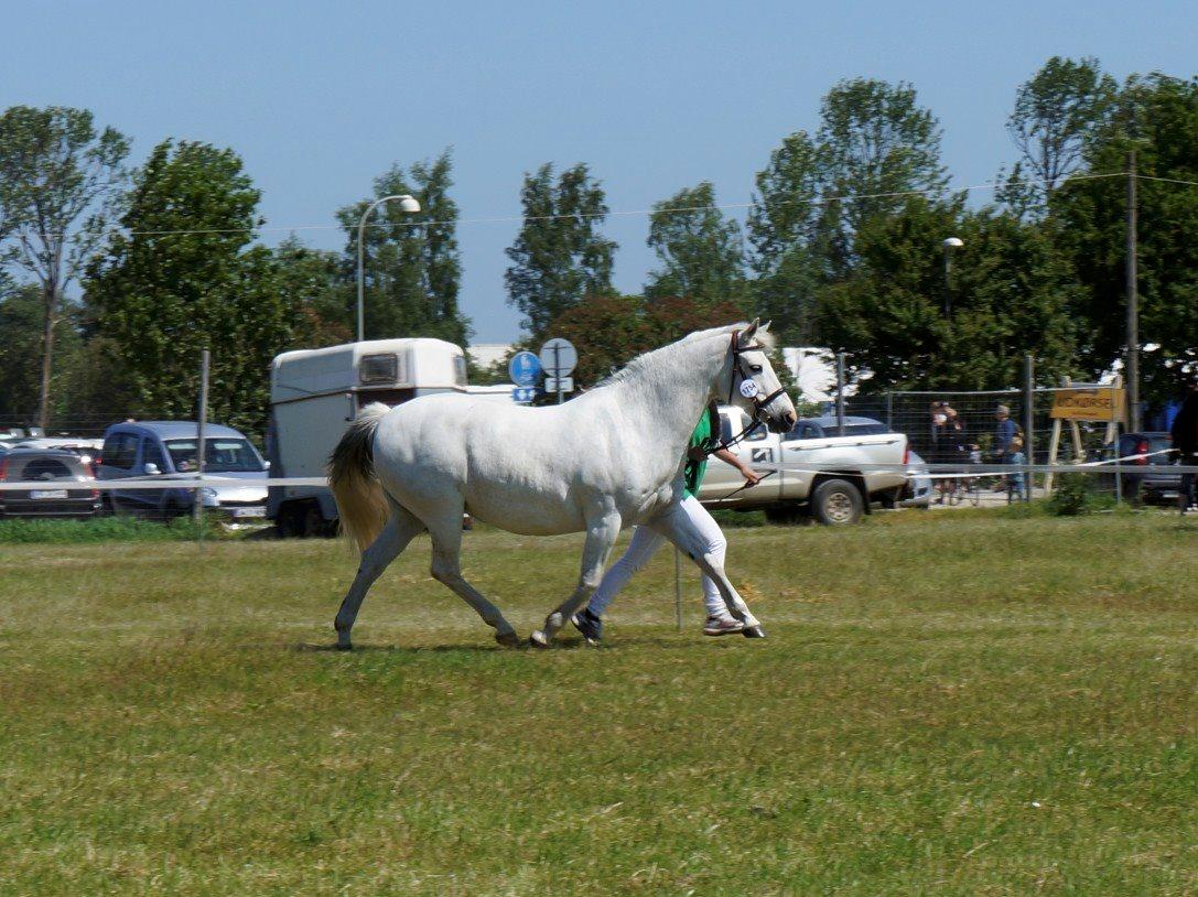 Connemara HYLDENS PRIMULA billede 29