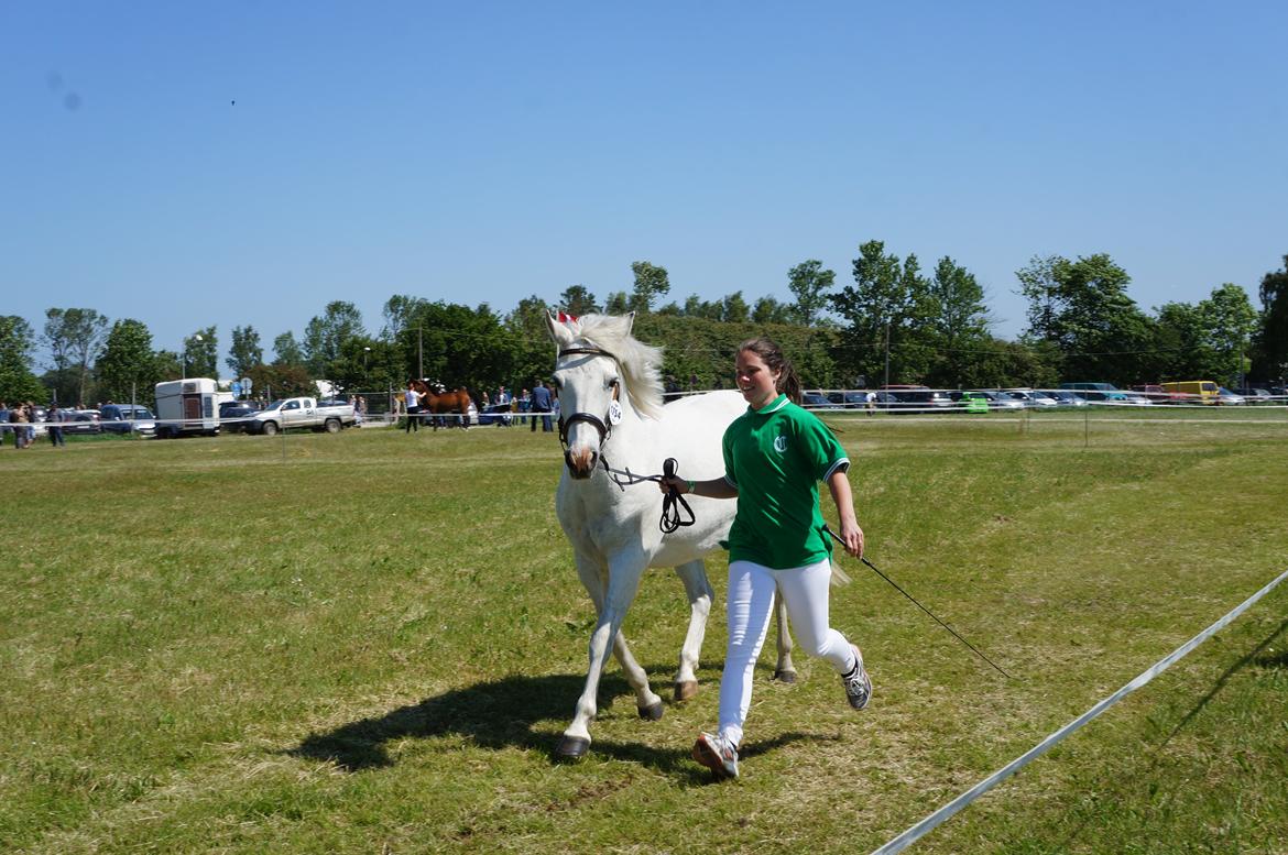 Connemara HYLDENS PRIMULA billede 42