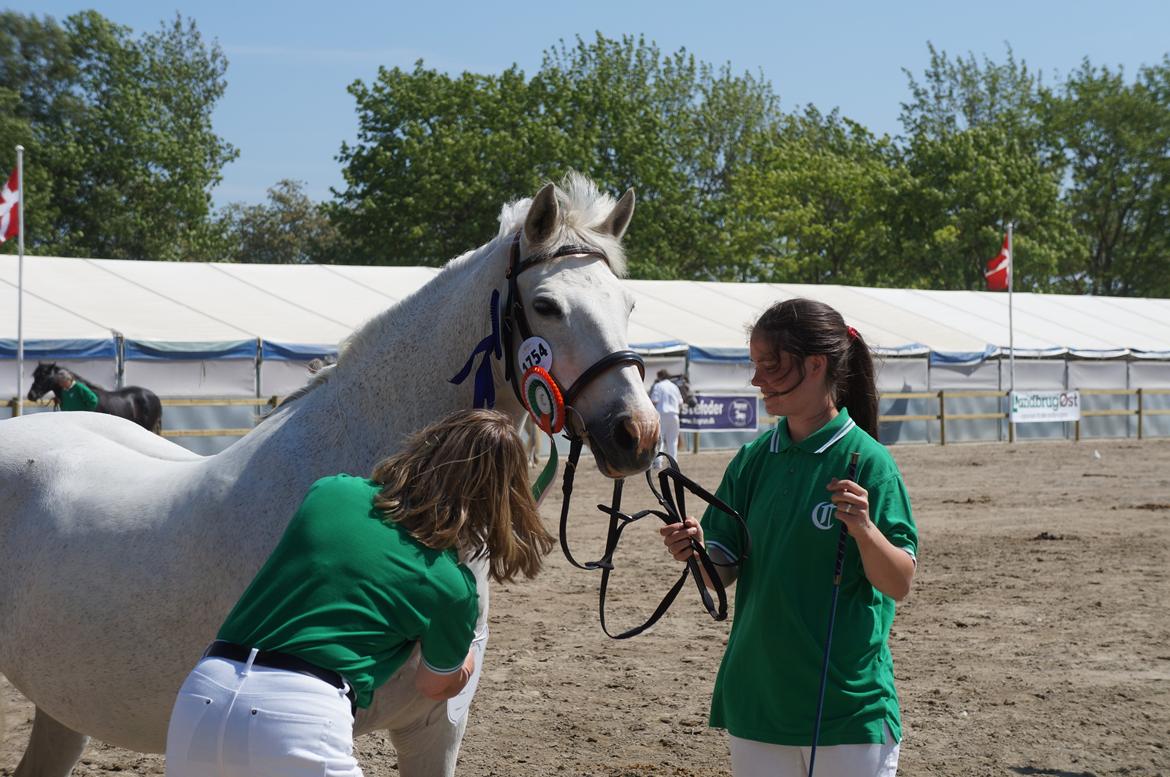 Connemara HYLDENS PRIMULA billede 14