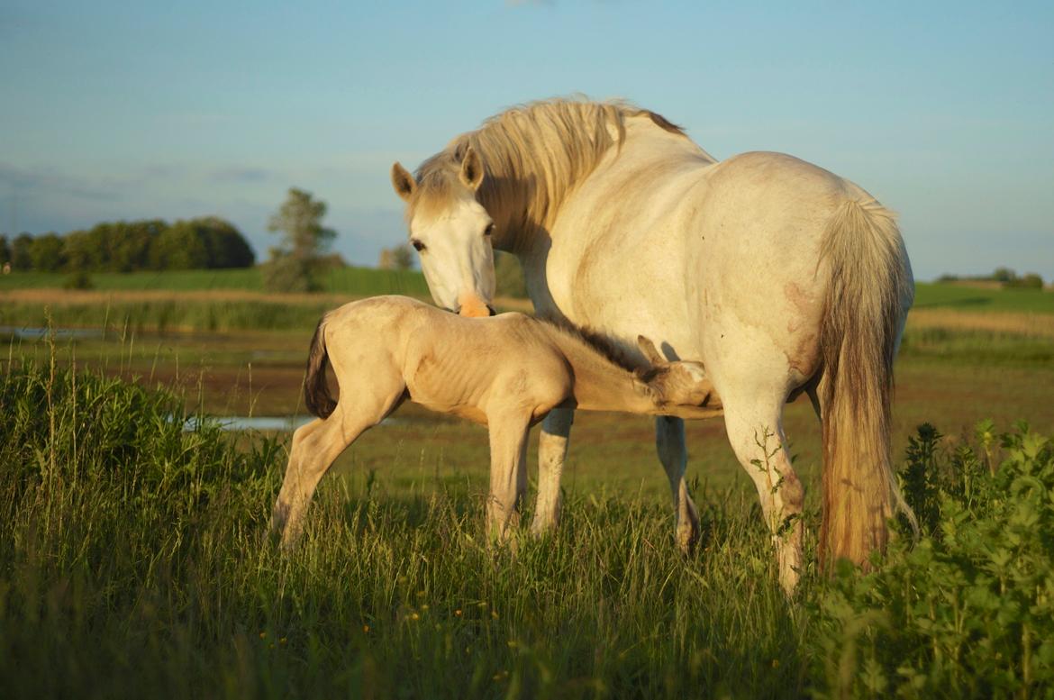 Connemara HYLDENS PRIMULA billede 1