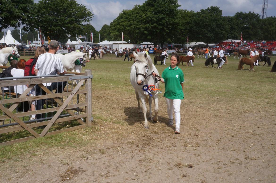 Connemara HYLDENS PRIMULA billede 44