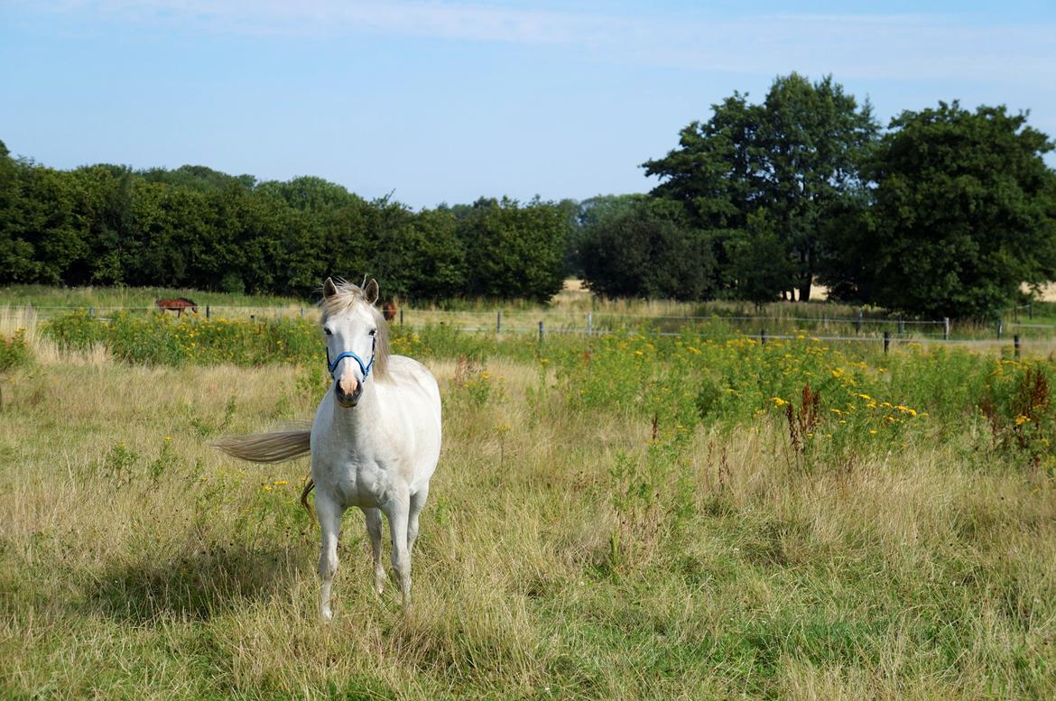 Connemara HYLDENS PRIMULA billede 22