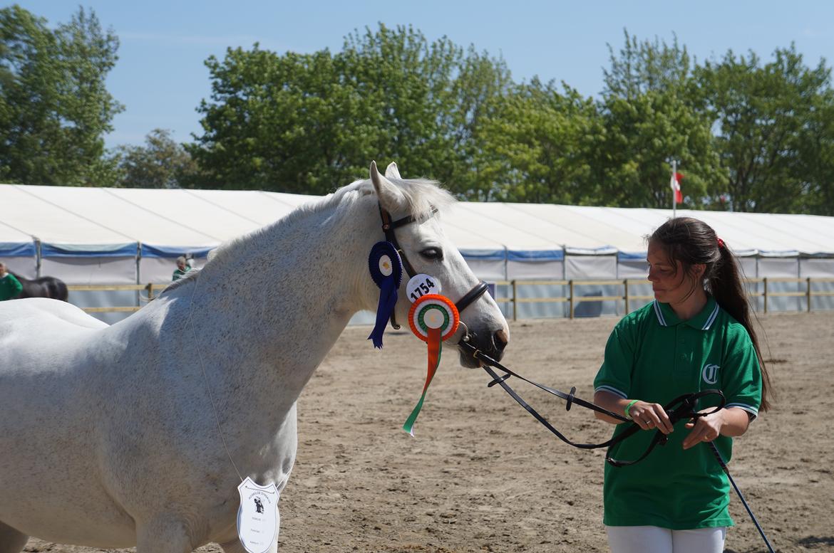 Connemara HYLDENS PRIMULA billede 43