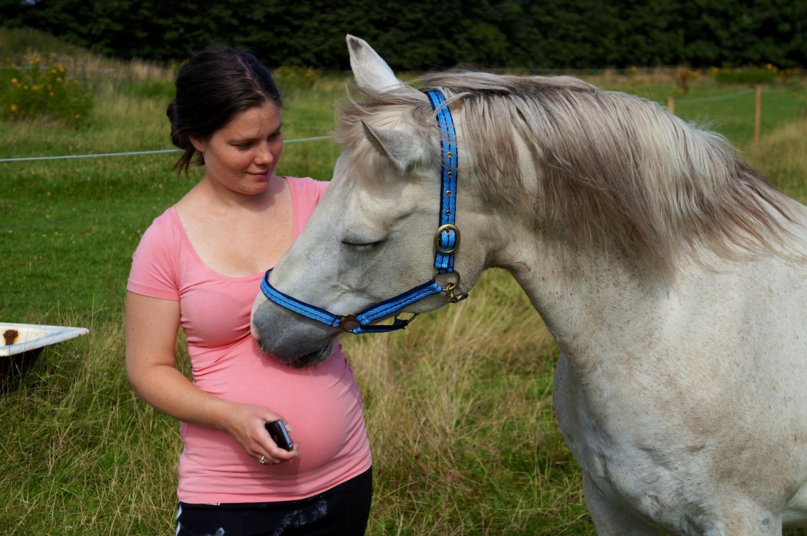 Connemara HYLDENS PRIMULA billede 31