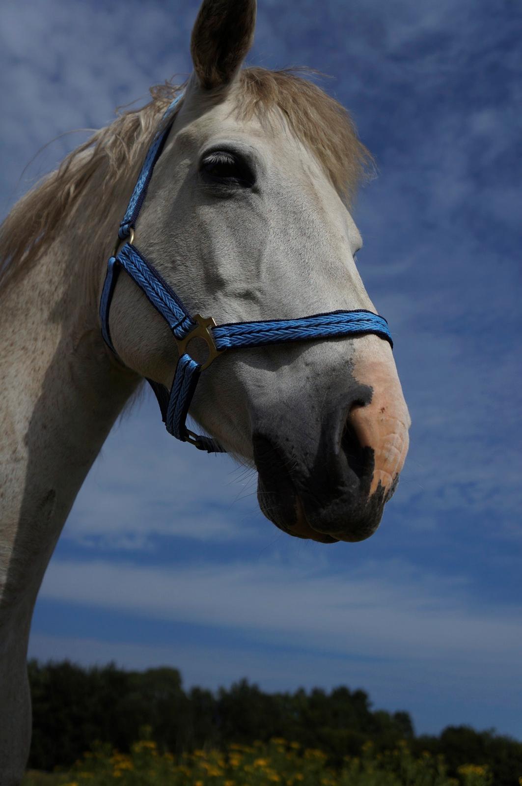 Connemara HYLDENS PRIMULA billede 35