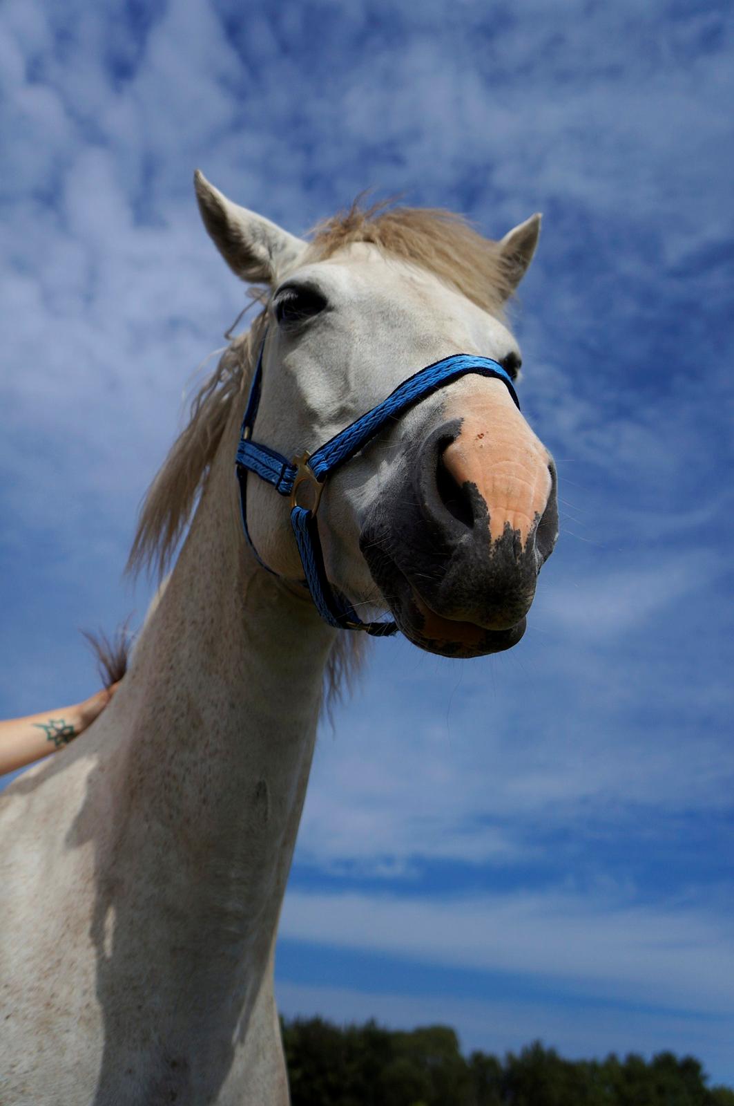 Connemara HYLDENS PRIMULA billede 45