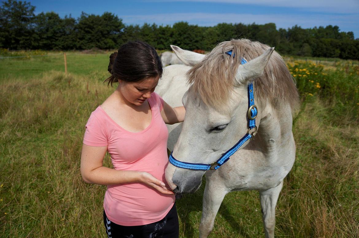 Connemara HYLDENS PRIMULA billede 46