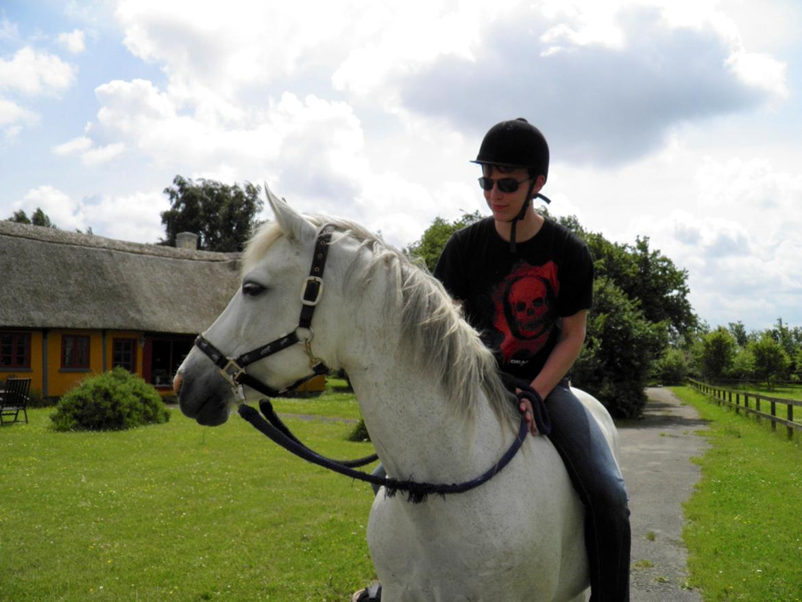 Connemara HYLDENS PRIMULA billede 47