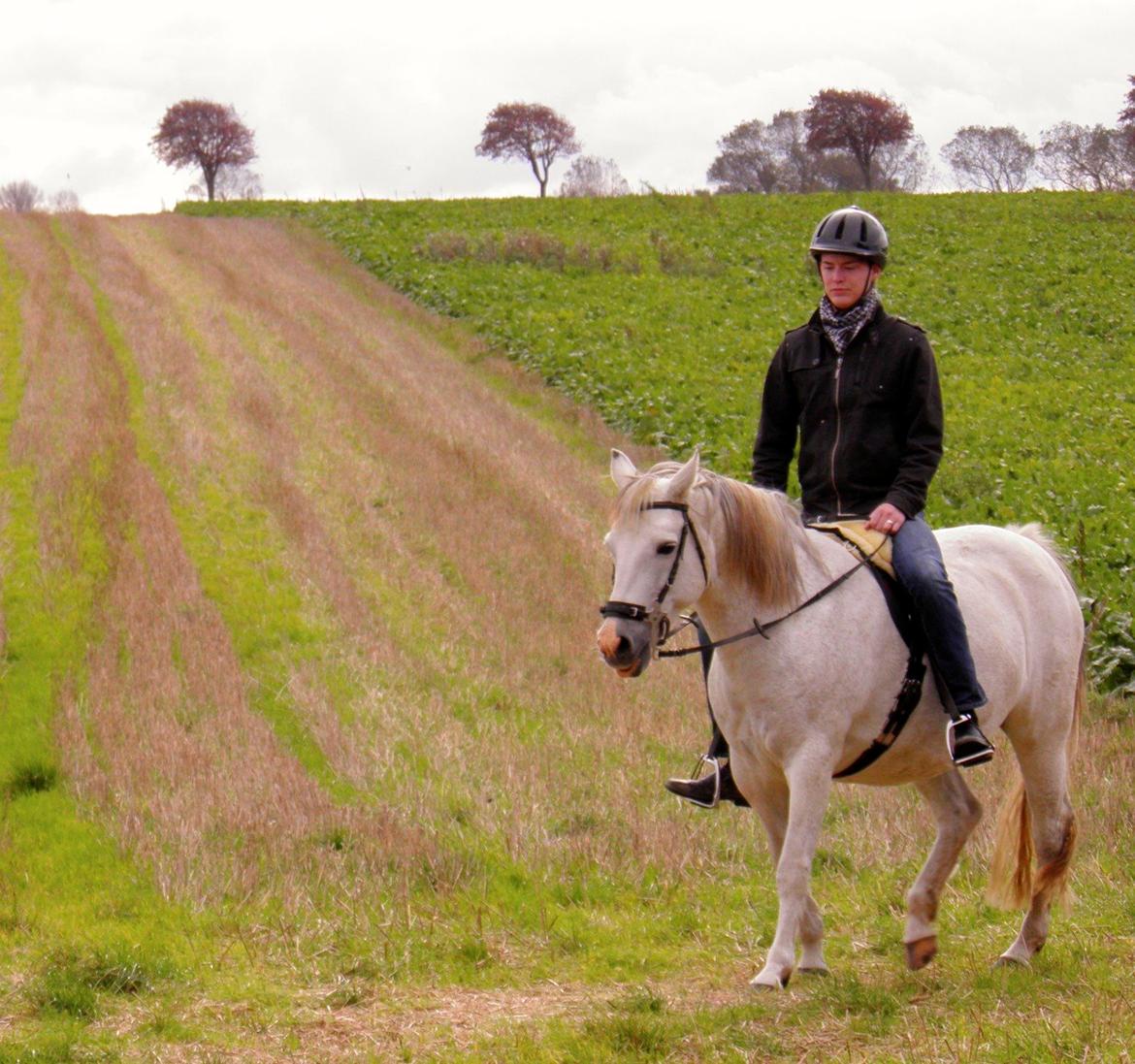Connemara HYLDENS PRIMULA billede 30