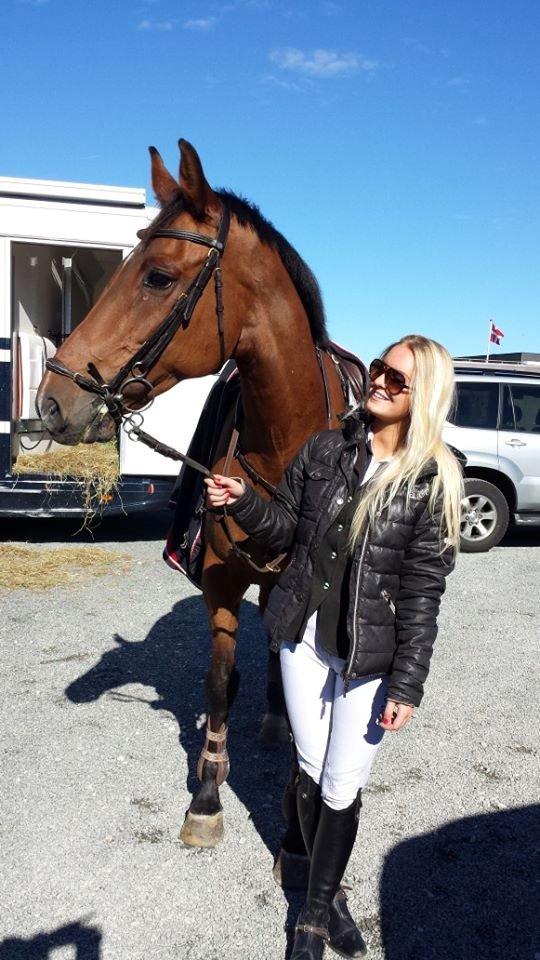 Hollandsk Varmblod B. Lord de Colando billede 2