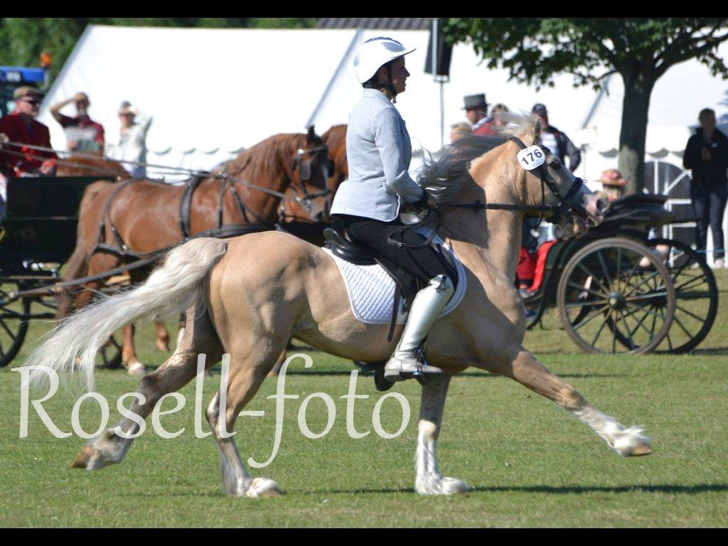 Welsh Pony af Cob-type (sec C) rytterbjergets imperial billede 10