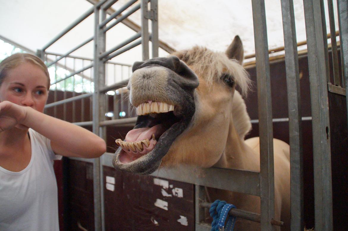 Fjordhest Buster billede 16