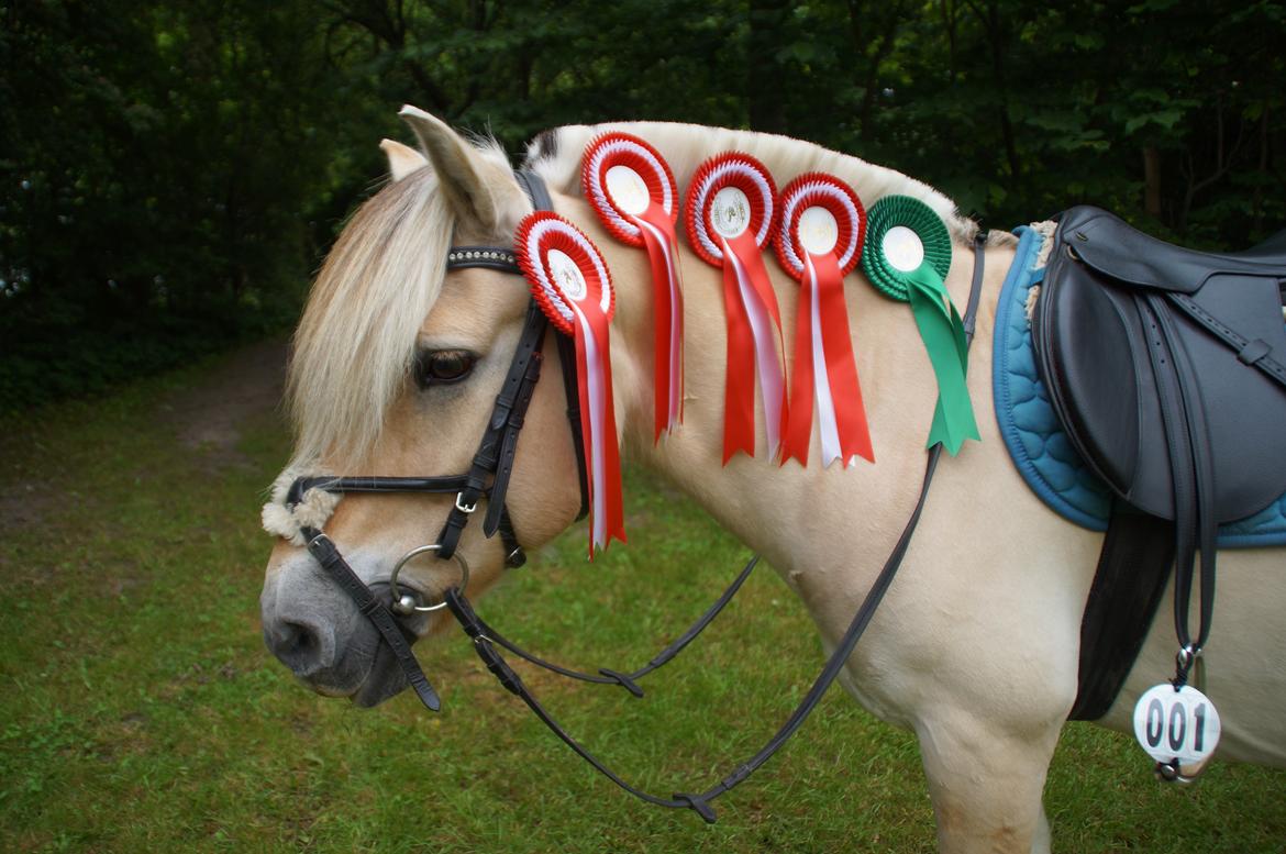 Fjordhest Buster billede 7