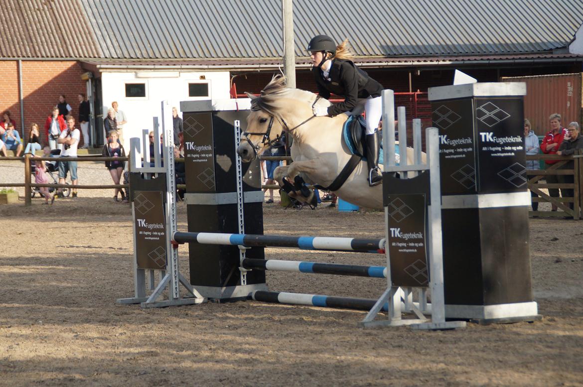 Fjordhest Buster billede 11