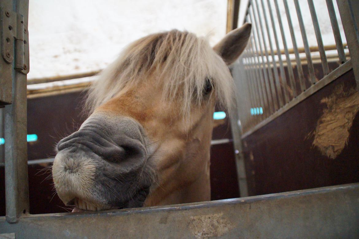 Fjordhest Buster billede 17