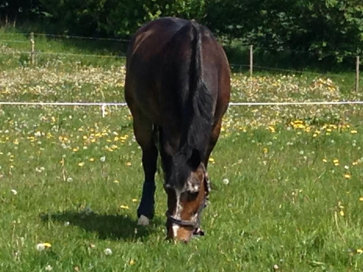 Tysk Sportspony Vämpy billede 5