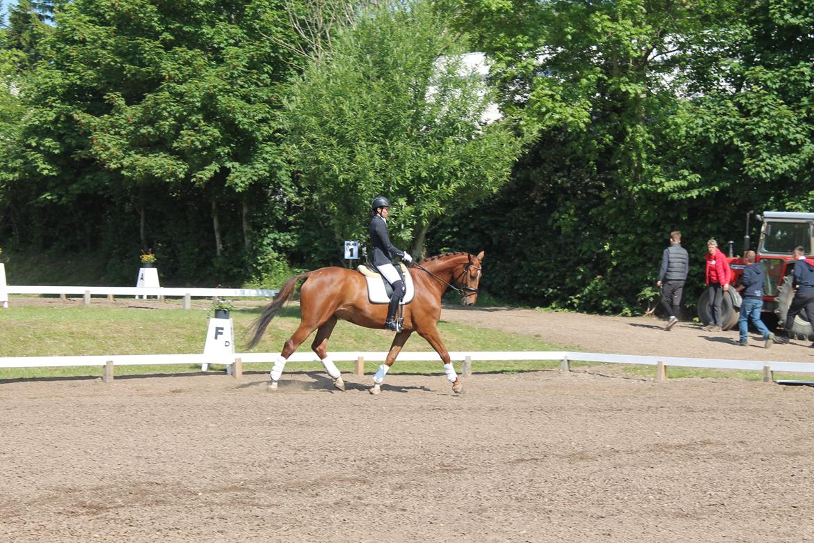 Dansk Varmblod Ça va? - Morsø 2014 billede 29