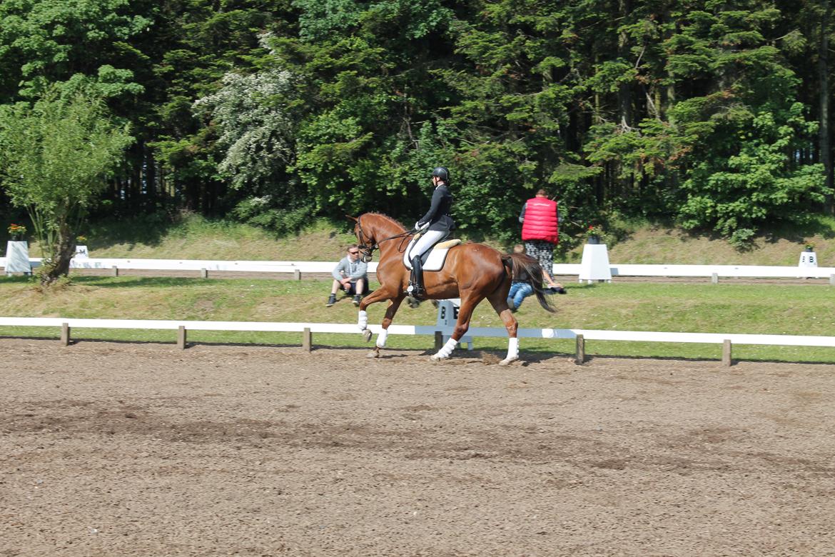 Dansk Varmblod Ça va? - Morsø 14' LA2 billede 32