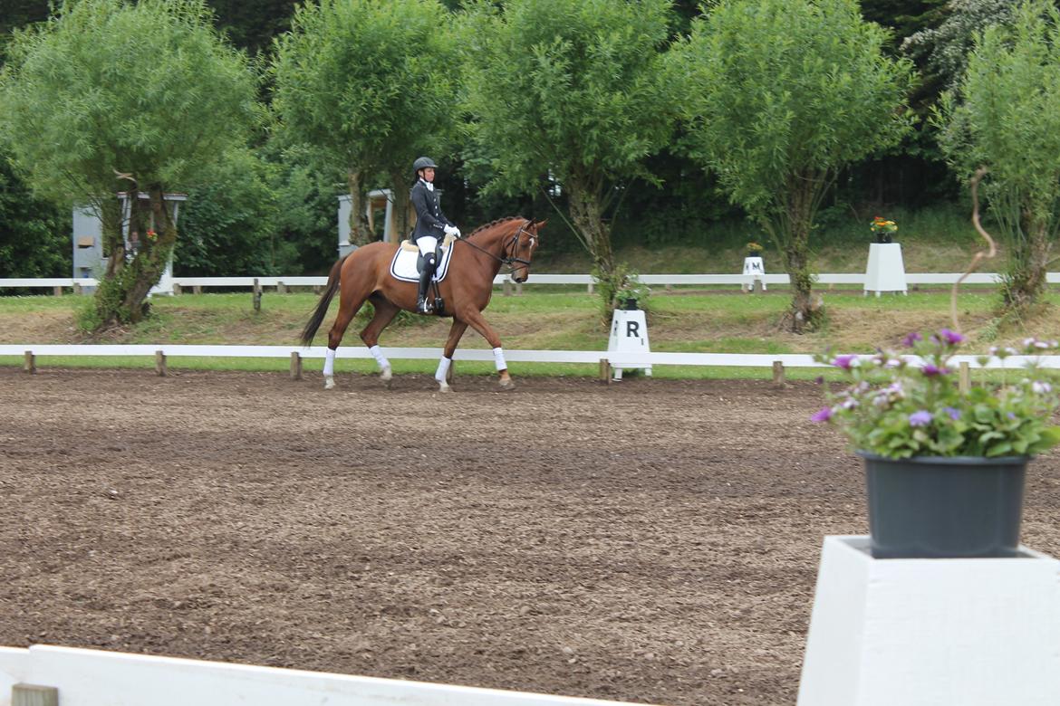 Dansk Varmblod Ça va? - Morsø 14' LA1 billede 33