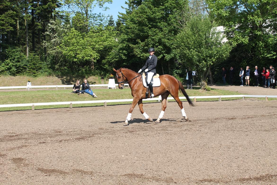 Dansk Varmblod Ça va? - Morsø 14' LA2 billede 31