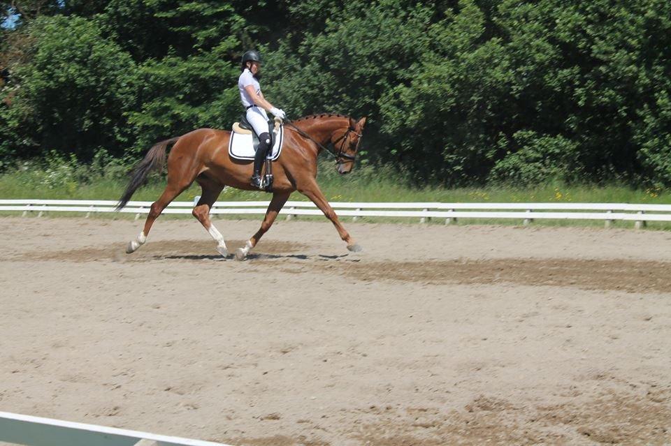Dansk Varmblod Ça va? - Til stævne i Struer billede 34