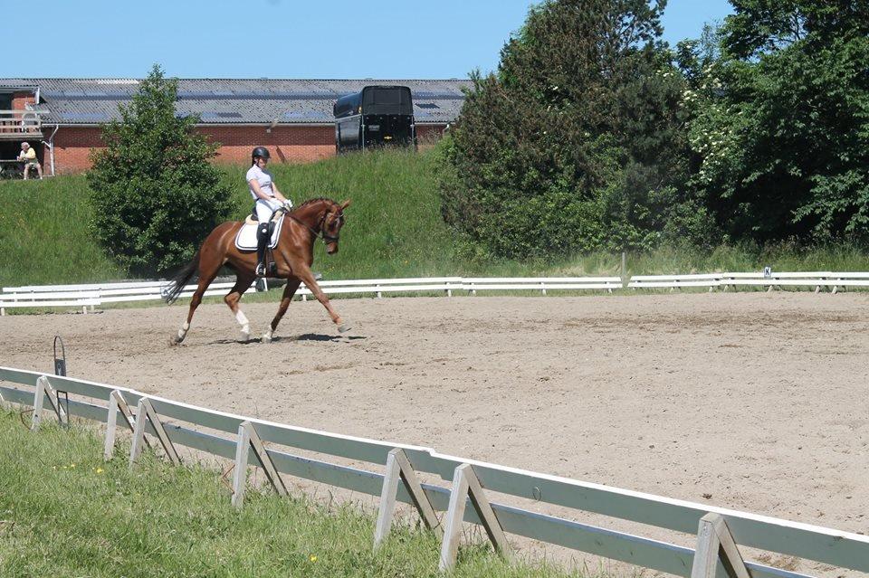 Dansk Varmblod Ça va? - Meget varm stævnedag hvor det endte uden jakke :) billede 35