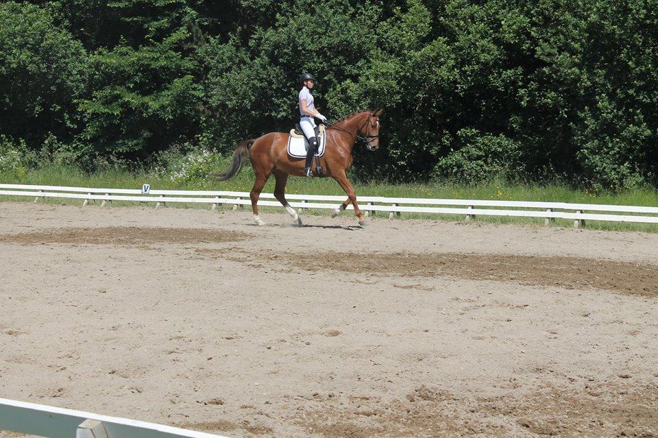 Dansk Varmblod Ça va? - Søde Røde :) billede 36