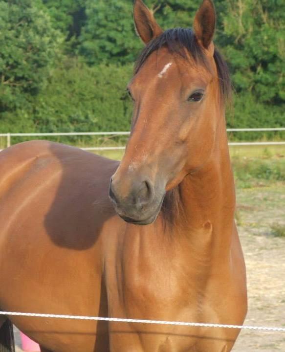 Traver Rosado (Rosa) - 17-06-2014 billede 1