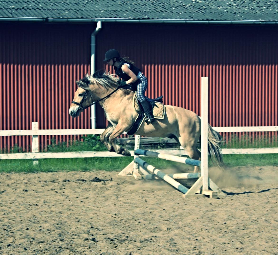 Fjordhest Rosenkildes Laban *Stjerne-Ponyen* - Mig og Pony-Tutten til springtræning!:')♥ billede 8