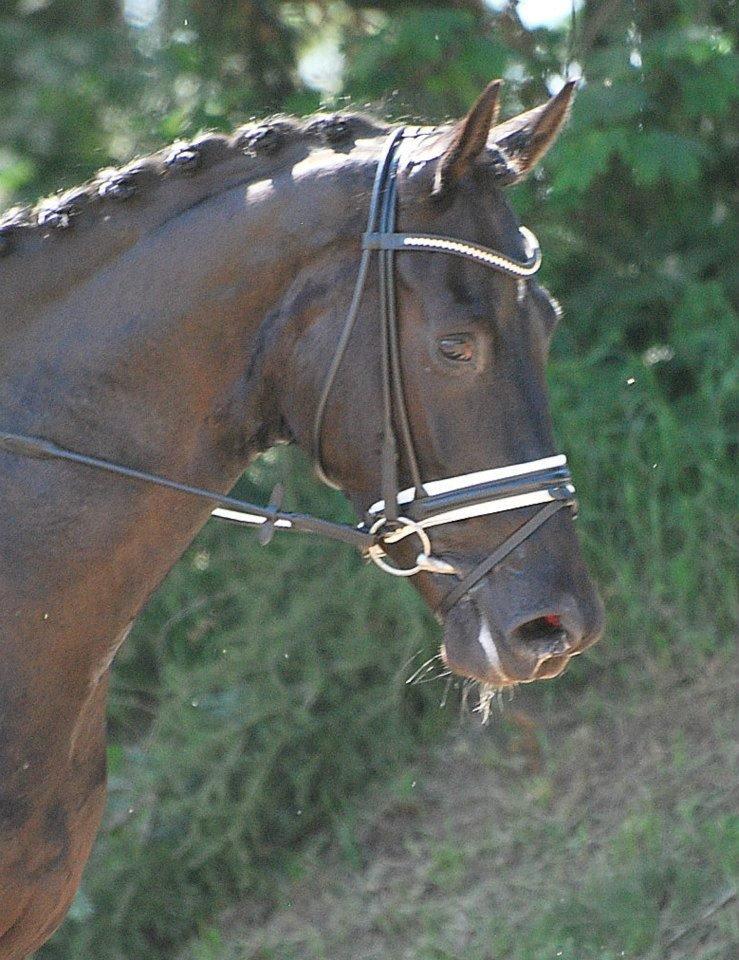 Hannoveraner sir schufro billede 3