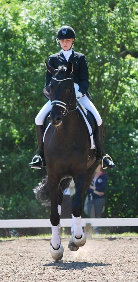 Hannoveraner sir schufro billede 6