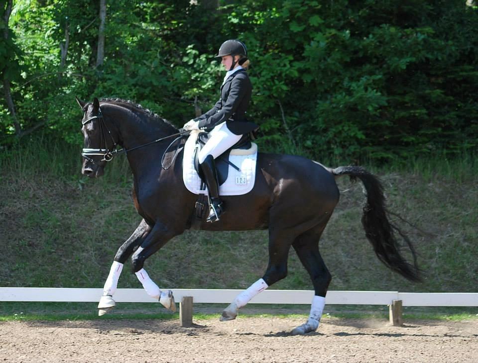 Hannoveraner sir schufro billede 7