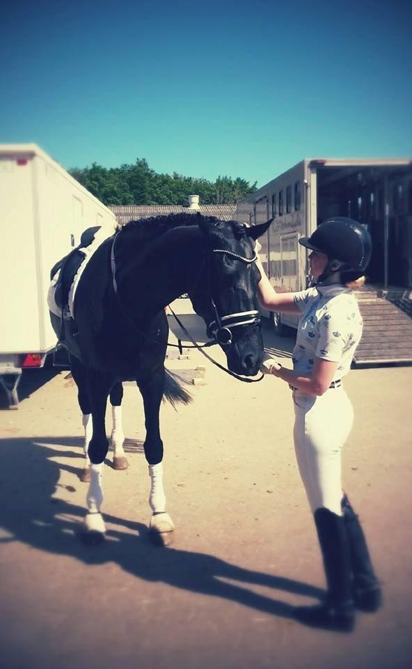 Hannoveraner sir schufro billede 9