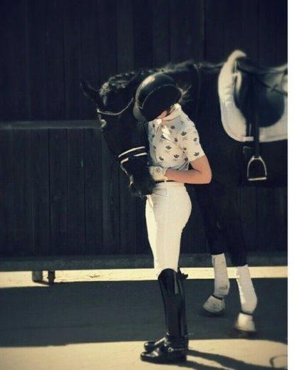 Hannoveraner sir schufro billede 2