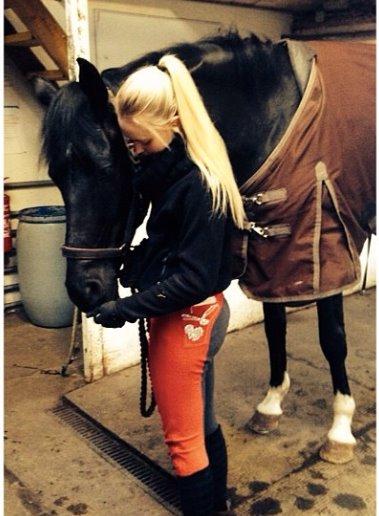 Hannoveraner sir schufro billede 5