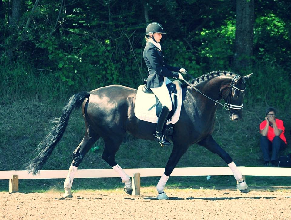 Hannoveraner sir schufro - morsø 2014 billede 1