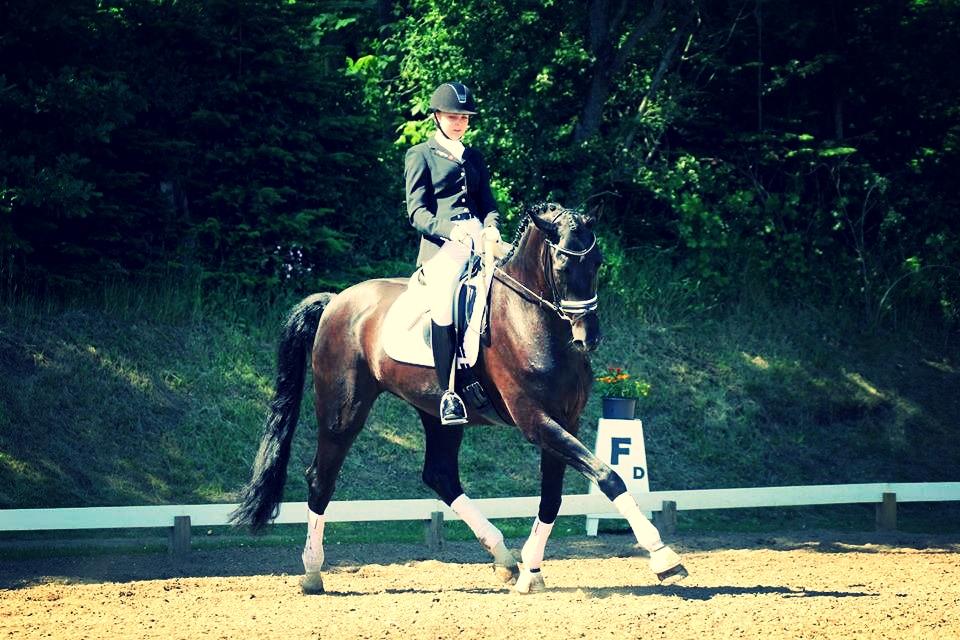 Hannoveraner sir schufro billede 8