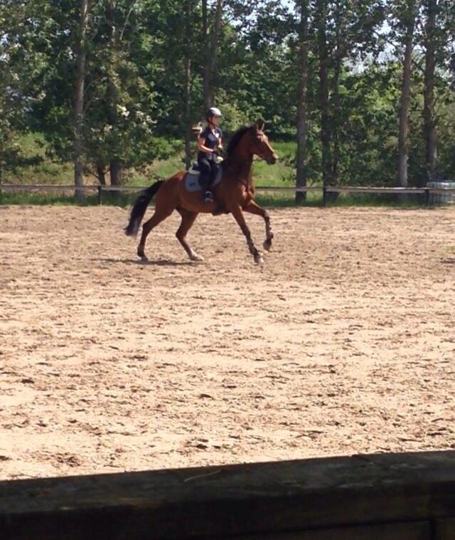 Hollandsk Varmblod B. Lord de Colando billede 3