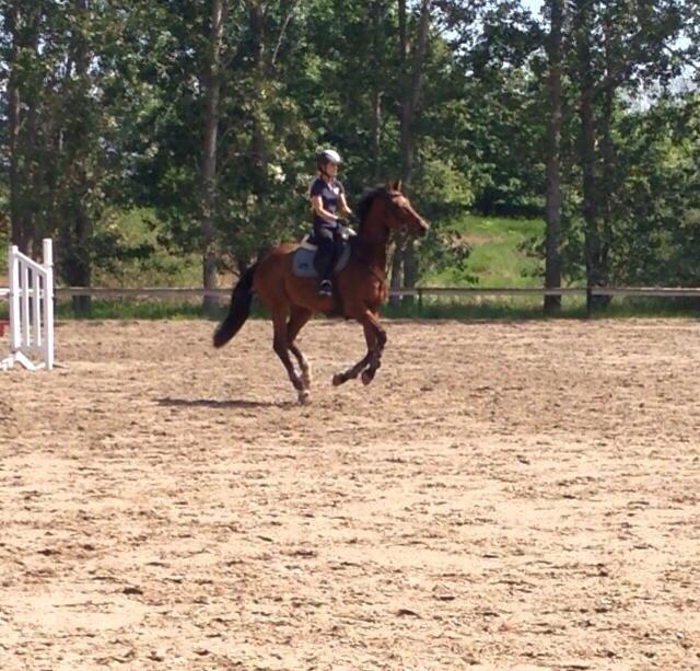 Hollandsk Varmblod B. Lord de Colando billede 5