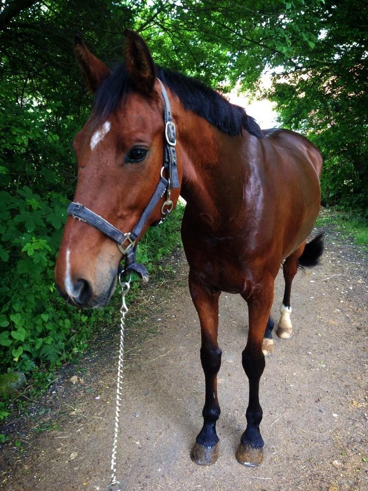 Hollandsk Varmblod B. Lord de Colando billede 6