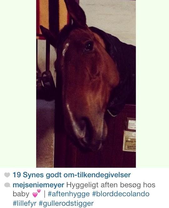 Hollandsk Varmblod B. Lord de Colando billede 7